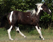 GI Nocona Freckle Bar