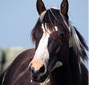 GI Nocona Freckle Bar