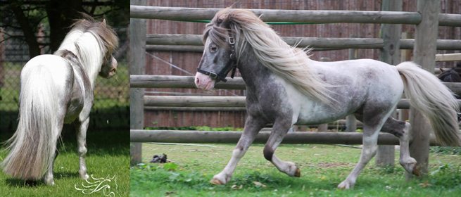 Hobby Horse Fabio