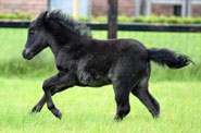 Falabella Sugar