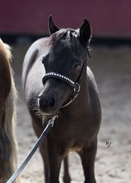 Falabella Sugar