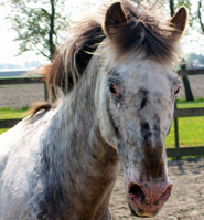 Chewano van de Langenieuw