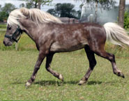 Rabbit Hutch Ranch Charro Star