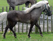 Rabbit Hutch Ranch Charro Star