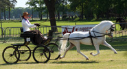 Nederlands Welsh Pony & Cob Stamboek