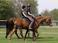 Tennessee Walking Horse