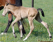 Tennessee Walking Horse