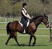 Tennessee Walking Horse